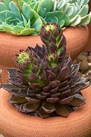 Echeveria 'Mahogany' in a terracotta pot. 