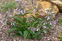 Penstemon hirsutus pygmaeus