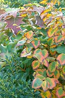 Hamamelis intermedia 'Diane' and Hydrangea quercifolia