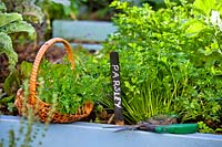 Picking parsley from raised bed.