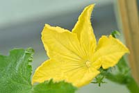 Cucumis sativus 'Beth Alpha' - Dwarf Cucumber - flower 