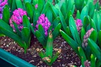 Hyacinthus orientalis 'Miss Saigon' AGM bulb pot plant with grey mould and aborted flower - Botrytis cinerea