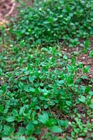 Stellaria media -  chickweed can be eaten as a salad ingredient