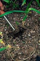 Using a shave hook tool to weed closely between garlic plants 