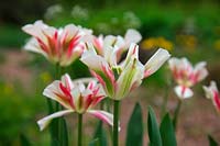 Tulipa 'Flaming Spring Green' syn. Tulipa 'Flaming Springgreen'