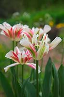 Tulipa 'Flaming Springgreen' 