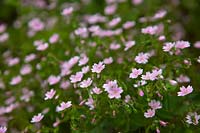 Claytonia sibirica