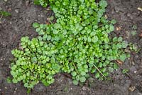 Young seedling of Cardamine hirsuta - Hairy bittercress