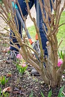 Pruning buddleia stems down to 45cm in early spring using loppers - Buddleia davidii 'Black Knight' - Butterfly bush