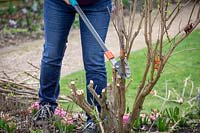 Pruning buddleia stems down to 45cm in early spring using loppers. Buddleia davidii 'Black Knight' - Butterfly bush