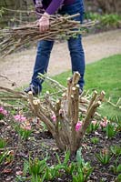 Pruning buddleia stems down to 45cm in early spring using loppers. Buddleia davidii 'Black Knight'. Butterfly bush. 