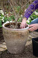 Top dressing a container with fresh compost and controlled-release fertiliser. Removing old compost - Syringa pubescens subsp. microphylla 'Superba' - Lilac