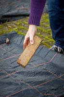 Covering a vegetable bed with plastic in order to suppress weeds and warm up the soil. Weighing down the membrane with a brick