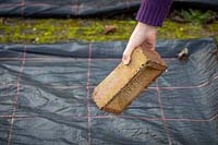 Covering a vegetable bed with plastic in order to suppress weeds and warm up the soil. Weighing down the membrane with a brick.