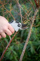 Pruning a blueberry bush. Removing weak, spindly growth and crossing stems with secateurs