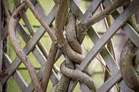 Wisteria branched twined around trellis