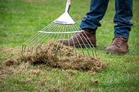 Raking out moss and dead grass from a lawn with a tine rake