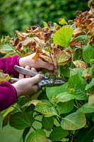 Pruning out frost damaged flower shoots from a Hydrangea that has been caught by a late frost, Hydrangea macrophylla 'Endless Summer'