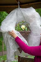 Protecting tender plants in a hanging basket from late frost by covering with horticultural fleece.