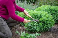 Giving the 'Chelsea chop' to a sedum in spring using shears. Reducing top growth by a third to ensure it remains compact and doesn't flop over later in the season. Hylotelephium Herbstfreude Group 'Herbstfreude' syn. 'Autumn Joy'. 