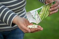 Sowing runner beans. Pouring seeds from a packet into hands ready to sow - Phaseolus coccineus 'White Lady'.