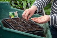 Sowing lettuce into modules. Lactuca sativa. 