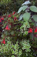 Plectranthus madagascariensis 'Variegated Mintleaf' with Plectranthus argentatus and Fuchsia 'Coralle' and white Bacopa and Bidens 'Pirate's Pearl' in a large clay pot 