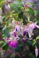 Fuchsia 'Delta's Sara'