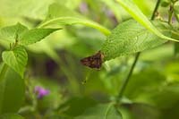 Autographa jota - Plain Golden Y Moth - resting on Strobilanthes wallichii