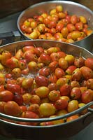 Making Crab Apple Jelly with Malus 'John Downie' - Crab Apple - fruit 
