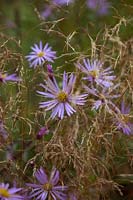 Aster pyrenaeus 'Lutetia' with Deschampsia cespitosa in September.