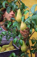 Woman gardener picking pears - Pyrus communis 'Concorde'