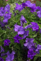 Petunia Surfinia Heavenly Blue