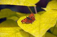 Polygonia c-album - comma butterfly on Catalpa bignonioides 'Aurea' - Golden Indian bean tree
