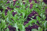 Cichorium endivia 'Pancalieri' AGM 