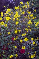 Helianthus microcephalus 