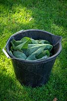 Making comfrey fertiliser. Adding leaves to bucket to soak in water