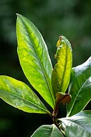 Capsid bug damage on Magnolia grandiflora