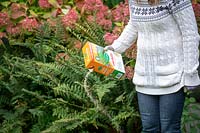 Feeding a lawn with fertiliser