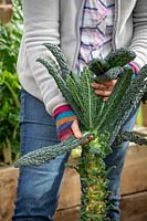 Harvesting Kale 'Cavolo Nero'