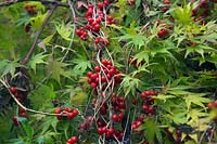 The red fruits of Tamus communis - Black Bryony and the autumn foliage of Acer palmatum 'Sango-kaku' AGM syn. Acer palmatum 'Senkaki' 