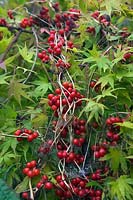 The red fruits of Tamus communis - Black Bryony and the autumn foliage of Acer palmatum 'Sango-kaku' AGM syn. Acer palmatum 'Senkaki' 