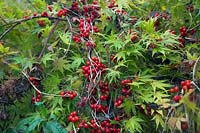 The red fruits of Tamus communis - Black Bryony and the autumn foliage of Acer palmatum 'Sango-kaku' AGM syn. Acer palmatum 'Senkaki' 