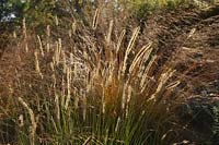 Pennisetum macrourum  backlit 