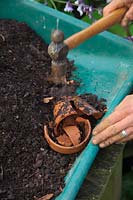 Terracotta pots being smashed for crocks to put in bottom of pot and help drainage