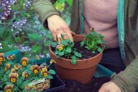 Planting pots in autumn with Violas for spring interest - placing Violas and backfilling with more compost