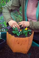 Planting pots in autumn with Violas for spring interest - placing Violas and backfilling with more compost
