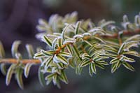 Taxus baccata 'Corleys Coppertip' with hoar frost in January. 
