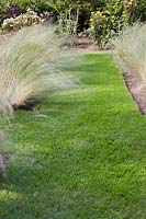 Mown grass pathways through beds of Stipa tenuissima - July, Cheshire