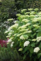 Hydrangea arborescens 'Annabelle' with Pinus mugo and Dianthus deltoides 'Flashing Lights' in border - July, Cheshire